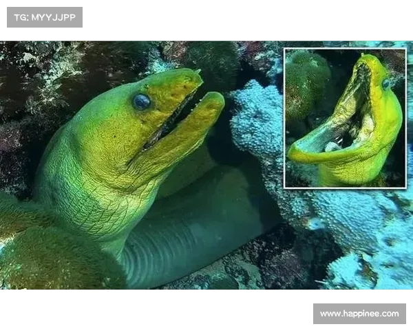 海底噩梦:深海潜行的惊魂之旅 海底噩梦:深海潜行的惊魂之旅